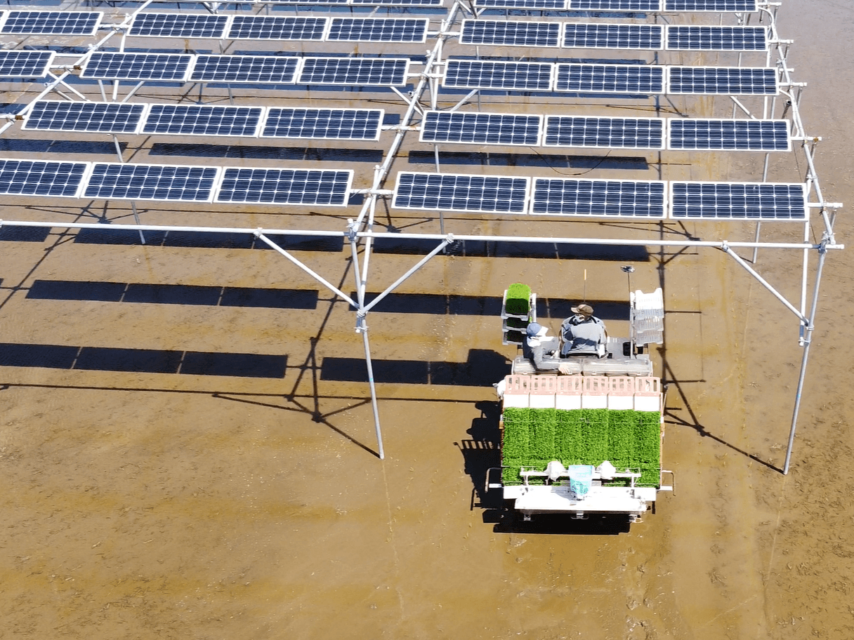 Tarımsal Güneş Enerjisinde Yeni Dönem: Çeltik Tarlalarında Verimi Önceden Tahmin Eden Akıllı Model
